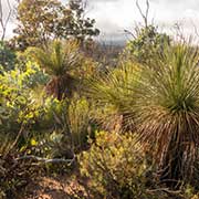 Xanthorrhoea grass trees