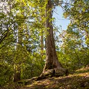 Tree-in-the-Rock