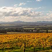 View with vineyards