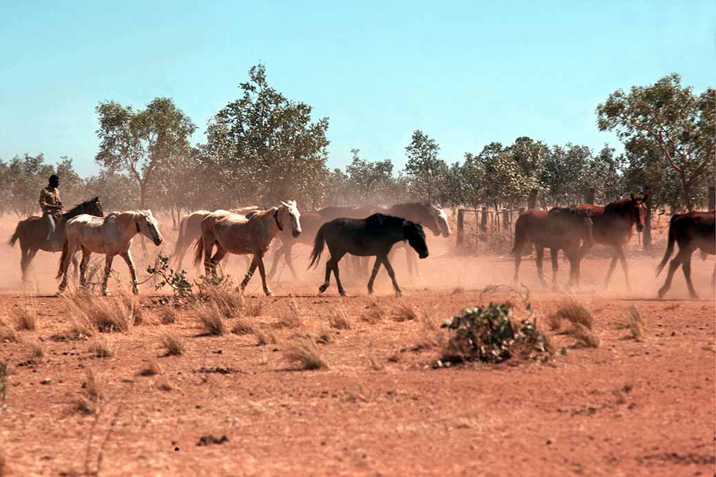 Horses at the stock camp