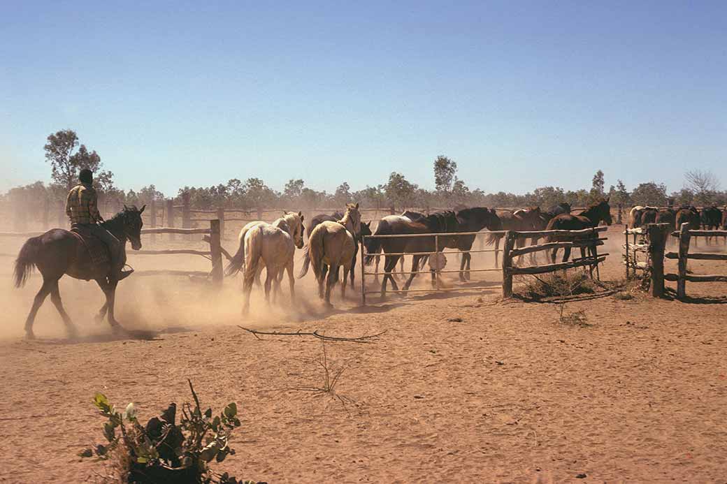 Driving horses