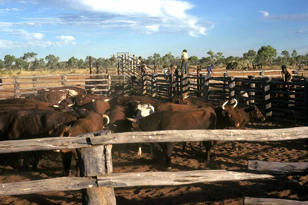 7 Mile bore Stockyard