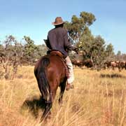 Droving cattle