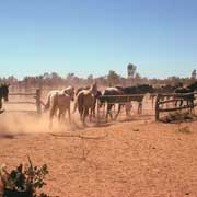 Driving horses