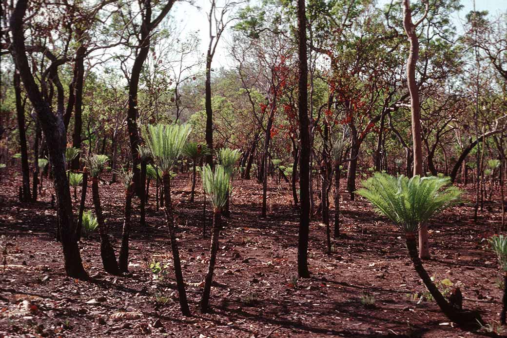 Xamia palms