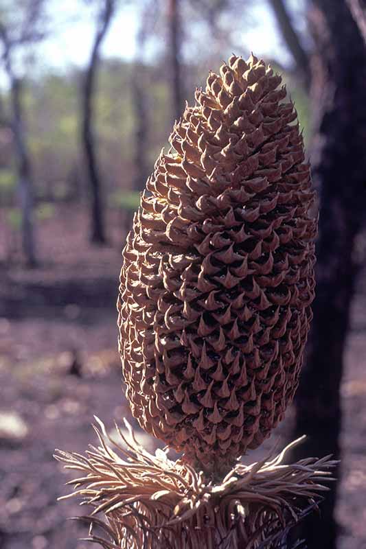 Xamia seed pod