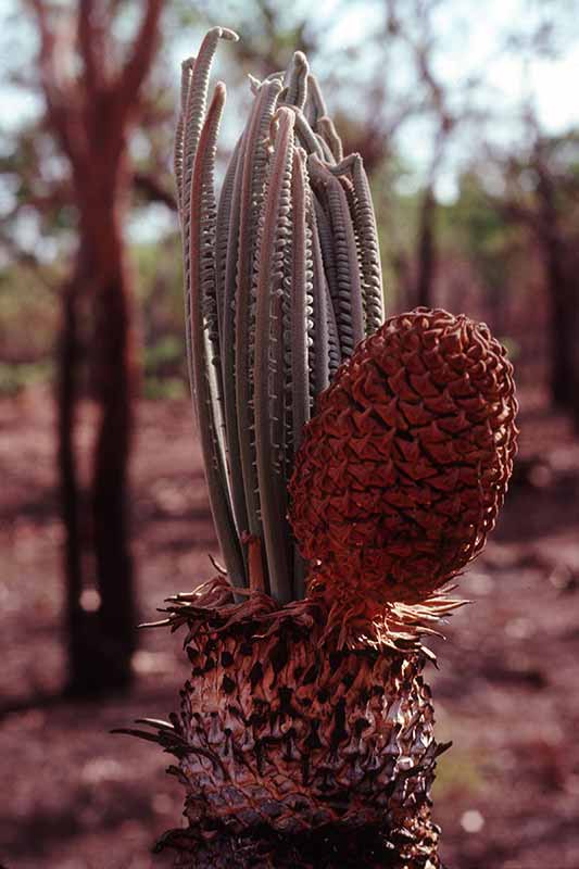 Xamia Palm seed pod