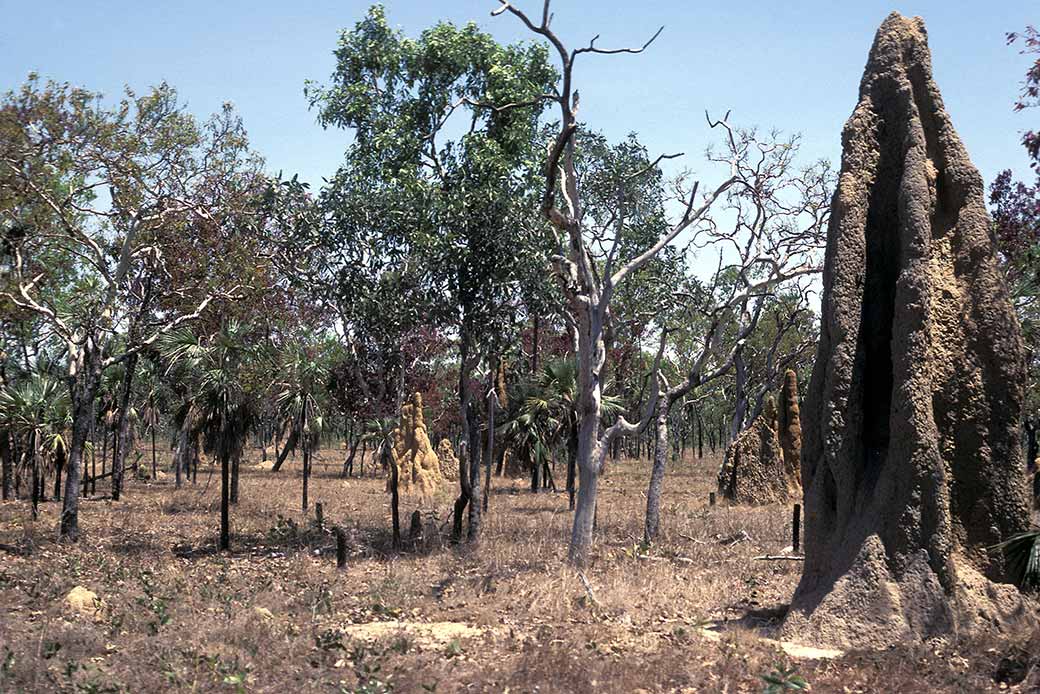 Termite mounds