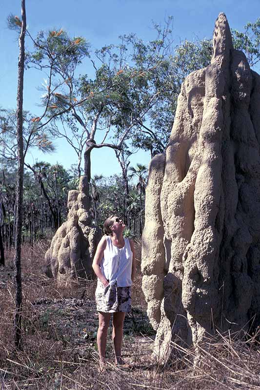 Huge termite mound