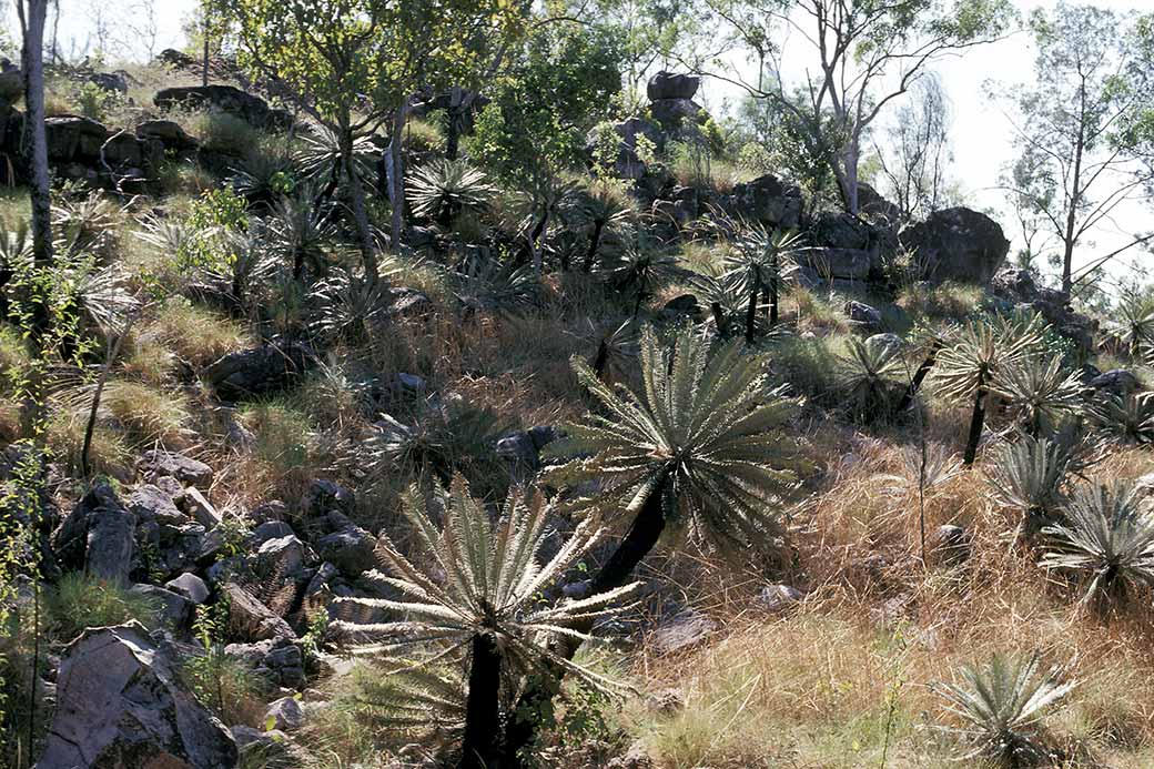 Cycad palms