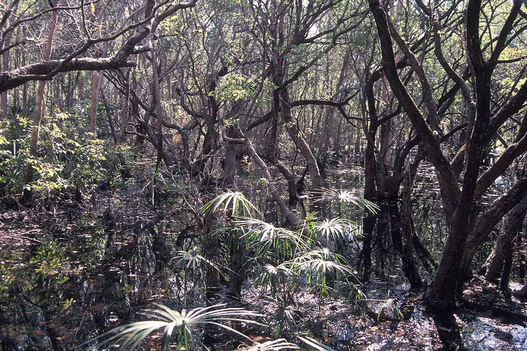 Jungle near Fogg Dam