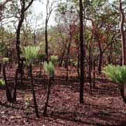 Xamia palms