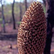 Xamia seed pod