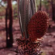 Xamia Palm seed pod