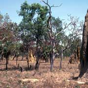 Termite mounds