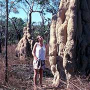 Huge termite mound