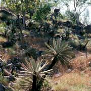 Cycad palms