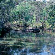 Tolmer River