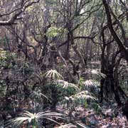 Jungle near Fogg Dam