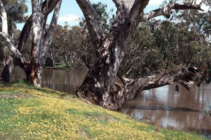 Along the Murray