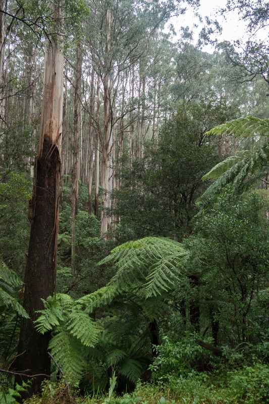 Along Black Spur Drive