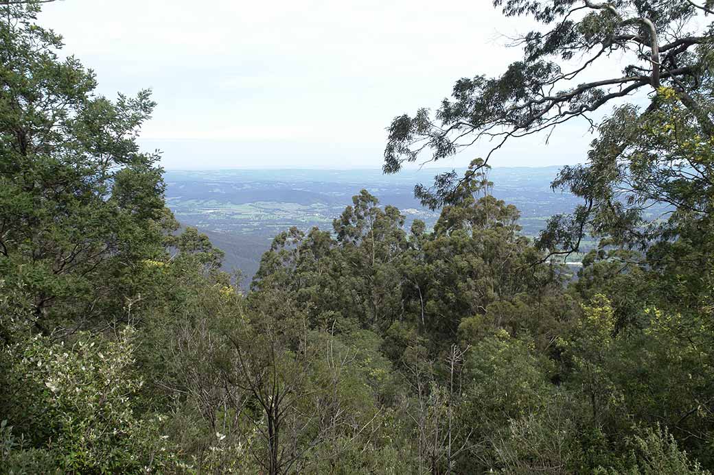 Mt Donna Buang