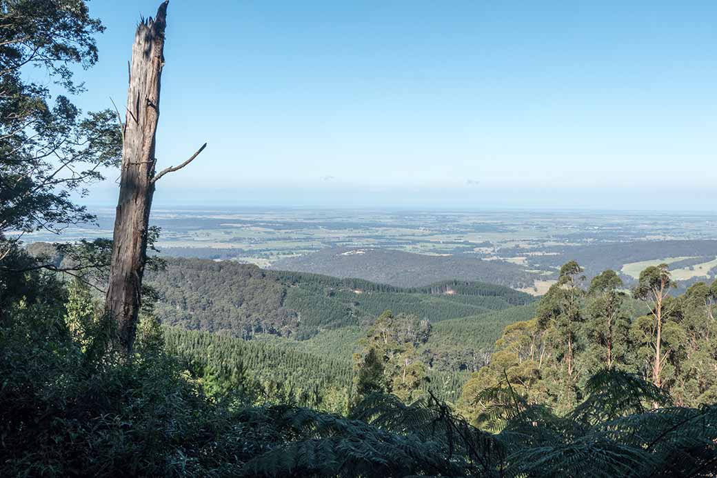 View from Yarram-Blackwarry Road