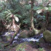 Rainforest Gallery