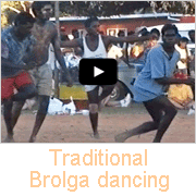 Traditional Brolga dancing