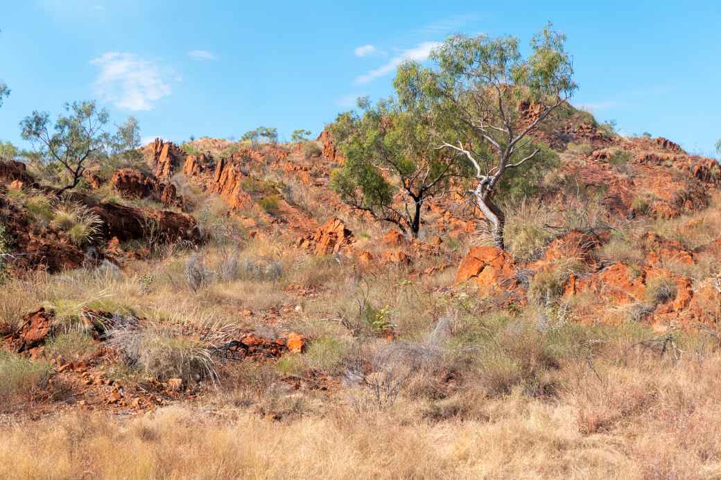 Near Halls Creek