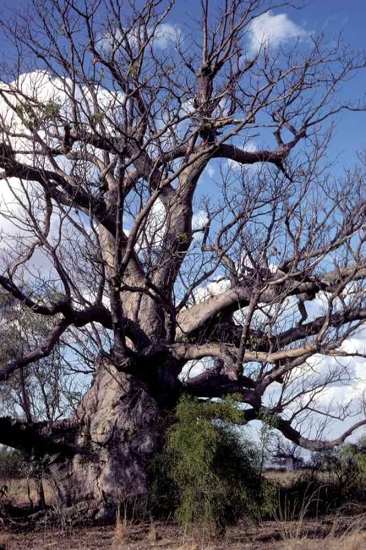 Boab, or bottle tree