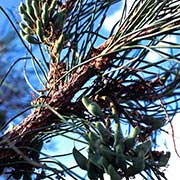 Corkwood tree