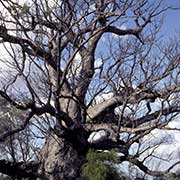 Boab, or bottle tree