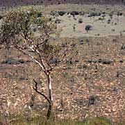 Wolfe Creek Crater