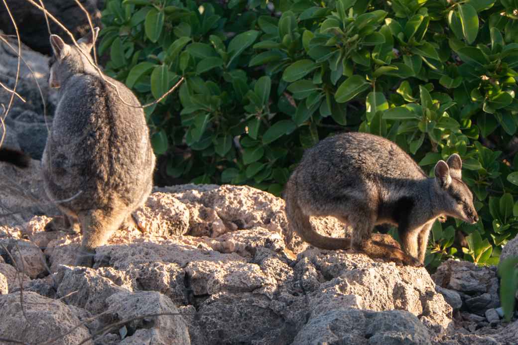 Rock-wallabies, Yardie Creek