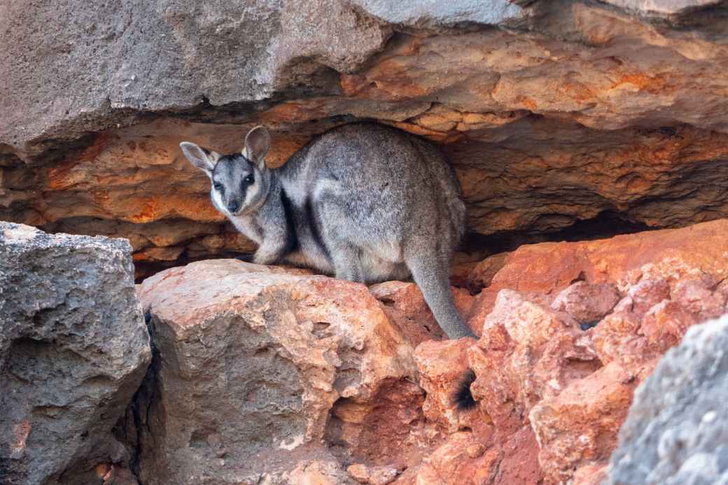 Rock-wallaby, Yardie Creek