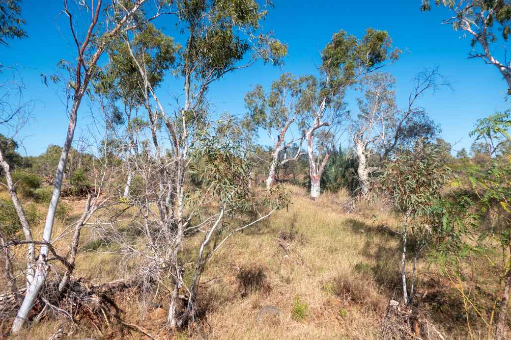 Paperbark trees, Roebourne