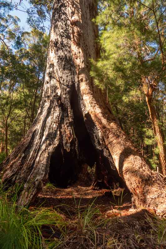 Hollow Red Tingle tree