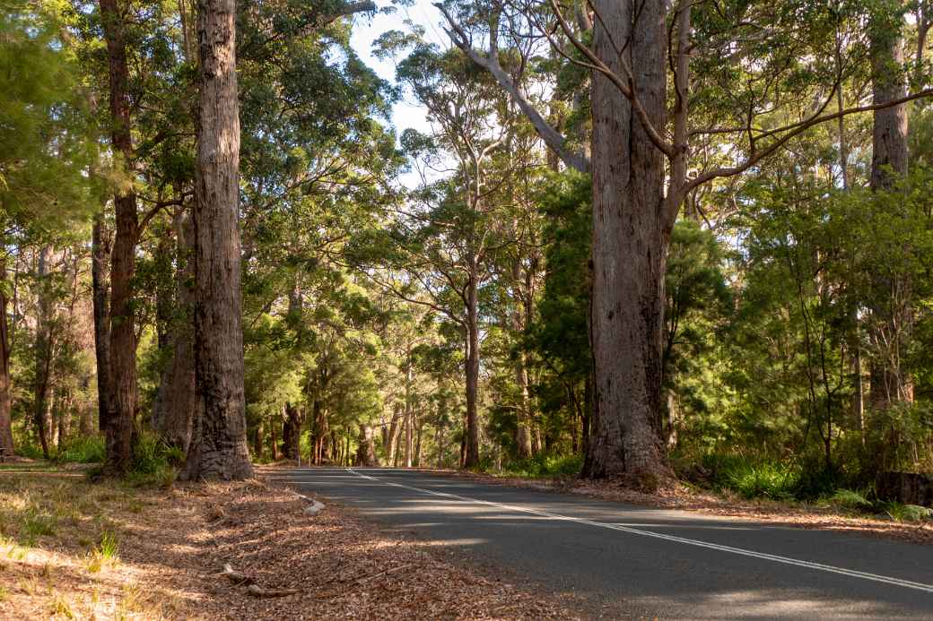 Road in the Valley of the Giants