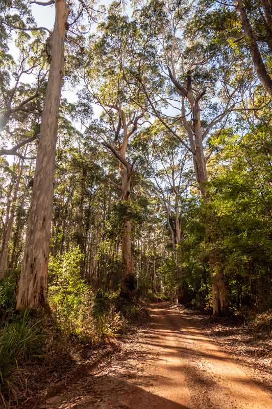 Gravel road, Valley of the Giants