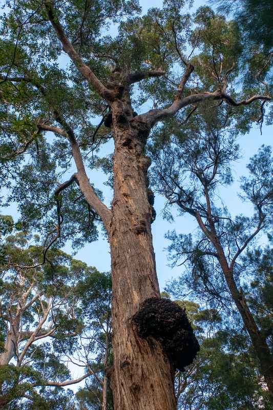 Red Tingle Eucalyptus tree