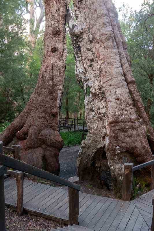 Red Tingle Eucalyptus tree