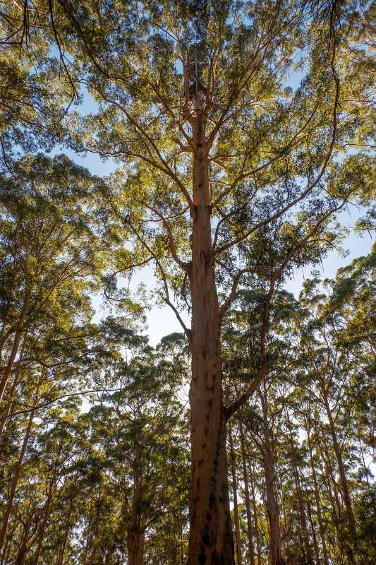 Gloucester Tree