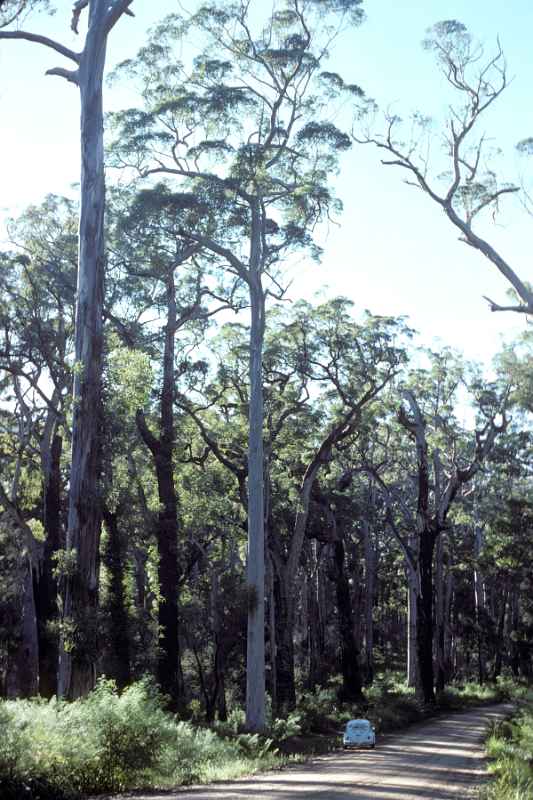 Giant Karri trees