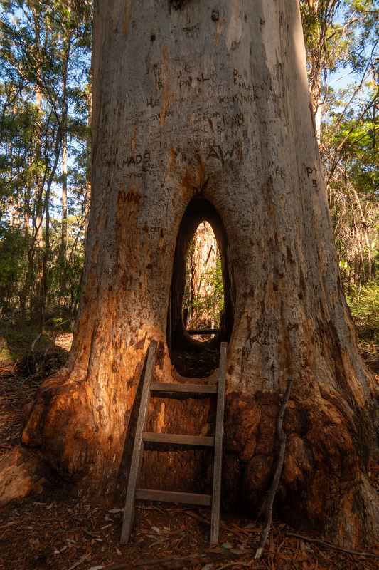 Walk-through-tree