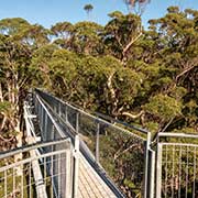 Treetop Walk