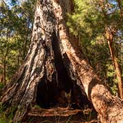 Hollow Red Tingle tree