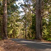 Road in the Valley of the Giants