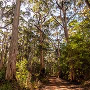 Gravel road, Valley of the Giants