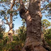 Red Tingle Eucalyptus tree